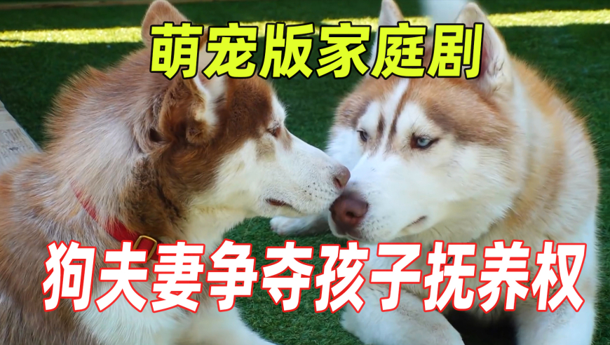 澳门正版跑狗图资料免费,国台办答政府工作报告没提和平统一,多元化方案执行策略_入门版V9.20